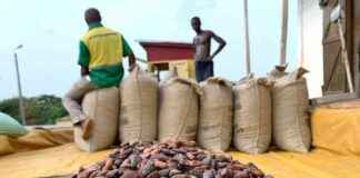 加纳可可供应短缺,交易商面临10亿美元损失 news-29072024-154701