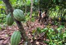 象牙海岸可可监管机构瞄准中间买家进行部门改革 news-29072024-162444