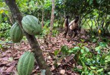 象牙海岸可可监管机构针对中间买家进行改革 Main Target: Intermediary buyers in Ivory Coast cocoa sector reform. news-01082024-092258