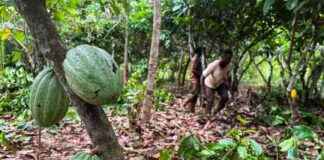 象牙海岸可可监管机构针对中间买家进行改革 Main Target: Intermediary buyers in Ivory Coast cocoa sector reform. news-01082024-092258