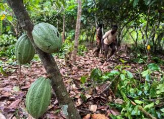 象牙海岸可可监管机构针对中间买家进行改革 Main Target: Intermediary buyers in Ivory Coast cocoa sector reform. news-01082024-092258