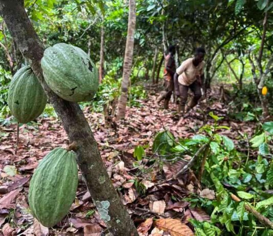 象牙海岸可可监管机构针对中间买家进行改革 Main Target: Intermediary buyers in Ivory Coast cocoa sector reform. news-01082024-092258