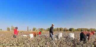 新疆强迫劳动的演变 news-14082024-165722