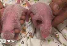 香港年纪最大首次产下双胞胎熊猫 news-16082024-131626