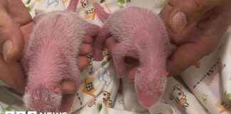 香港年纪最大首次产下双胞胎熊猫 news-16082024-131626