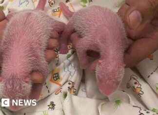 香港年纪最大首次产下双胞胎熊猫 news-16082024-131626