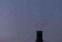 数千人聚集在波特兰,惊叹候鸟夜间迁徙的壮观景象 news-15092024-043355