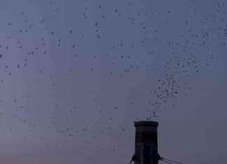 数千人聚集在波特兰,惊叹候鸟夜间迁徙的壮观景象 news-15092024-043355