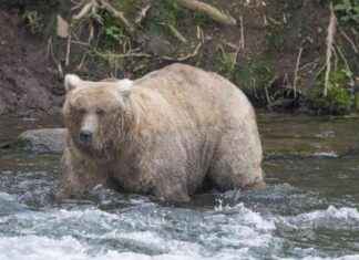胜利!格雷泽妈妈熊击败杀害她幼崽的对手,赢得肥熊周 news-09102024-113128