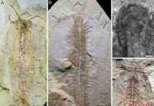 揭示五亿一千八百万年前节肢动物详细形态学 news-09102024-173506