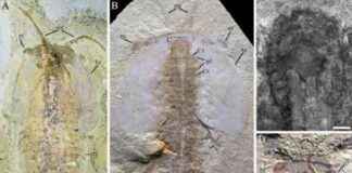 揭示五亿一千八百万年前节肢动物详细形态学 news-09102024-173506