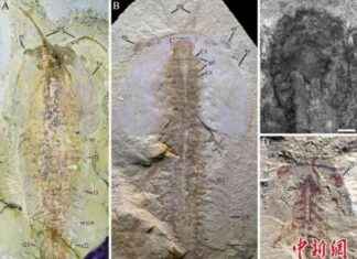 揭示五亿一千八百万年前节肢动物详细形态学 news-09102024-173506
