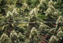 美国大多数州的选民可能会将娱乐大麻合法化 news-05112024-224950