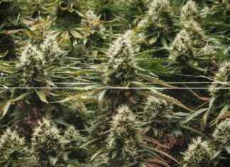 美国大多数州的选民可能会将娱乐大麻合法化 news-05112024-224950