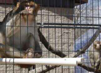 南卡罗来纳研究设施数十只猴子逃跑 news-08112024-031852