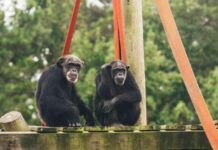 弱小的黑猩猩从新墨西哥州前往路易斯安那州庇护所 news-08112024-152128