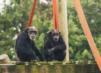 弱小的黑猩猩从新墨西哥州前往路易斯安那州庇护所 news-08112024-152128