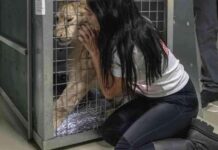 救援人员将一只狮子幼崽从饱受战乱的黎巴嫩疏散到南非 news-15112024-213816