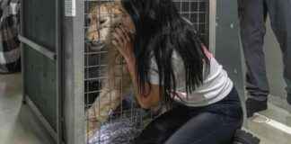 救援人员将一只狮子幼崽从饱受战乱的黎巴嫩疏散到南非 news-15112024-213816