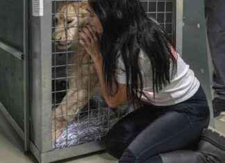 救援人员将一只狮子幼崽从饱受战乱的黎巴嫩疏散到南非 news-15112024-213816