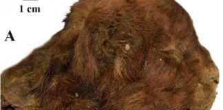 西伯利亚冻土层中发现一只历经3.5万年的剑齿虎幼崽 news-17112024-094354