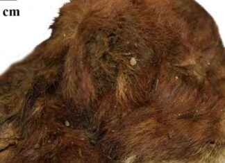 西伯利亚冻土层中发现一只历经3.5万年的剑齿虎幼崽 news-17112024-094354