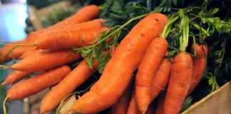 E. coli爆发与有机胡萝卜有关,使18个州的人生病 news-18112024-094756