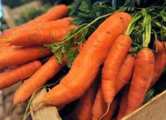 E. coli爆发与有机胡萝卜有关,使18个州的人生病 news-18112024-094756