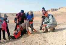 数十年的双边化石研究发现 news-19112024-035144