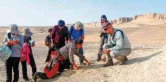 数十年的双边化石研究发现 news-19112024-035144