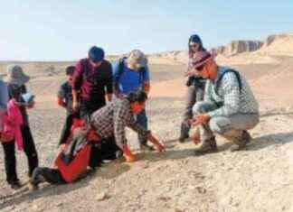 数十年的双边化石研究发现 news-19112024-035144