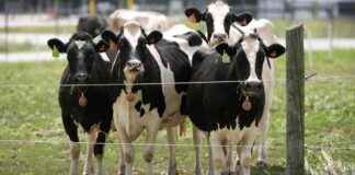 为什么鸟流感担忧正在加剧 news-28112024-053758