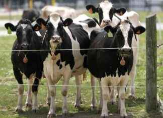 为什么鸟流感担忧正在加剧 news-28112024-053758