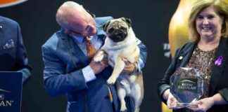 维托是第一只赢得全国狗展冠军的哈巴狗 news-29112024-054940