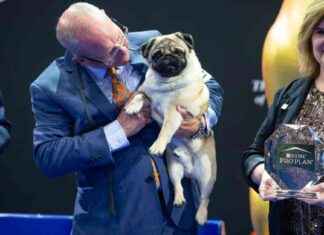 维托是第一只赢得全国狗展冠军的哈巴狗 news-29112024-054940