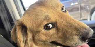 航空员及动物救助者Seuk Kim的生平与工作 news-30112024-180354