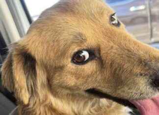 航空员及动物救助者Seuk Kim的生平与工作 news-30112024-180354