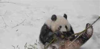 国家动物园的大熊猫充分享受DC的雪 dc