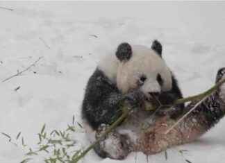 国家动物园的大熊猫充分享受DC的雪 dc