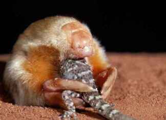 DNA揭示澳大利亚隐秘的袋獾的秘密 dna