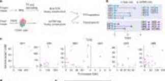 慢性鼻窦炎研究:识别引起炎症的T细胞 t