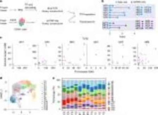 慢性鼻窦炎研究:识别引起炎症的T细胞 t