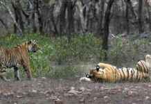 印度老虎数量在十年内翻倍:研究发现