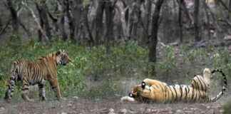 印度老虎数量在十年内翻倍:研究发现