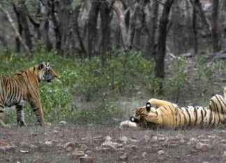 印度老虎数量在十年内翻倍:研究发现