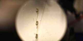 迷幻药物凯他明对小鱼的影响:抑郁症缓解的研究