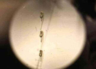 迷幻药物凯他明对小鱼的影响:抑郁症缓解的研究