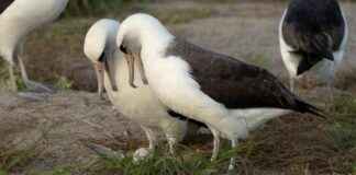 74岁的智慧信天翁再次迎来新的母亲身份 74