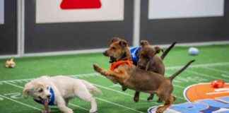 历史性小狗碗照片: 看斑点奔跑