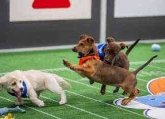 历史性小狗碗照片: 看斑点奔跑